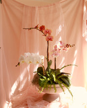 Load image into Gallery viewer, Rococo Orchid Bowl