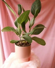 Load image into Gallery viewer, ‘Pick of the Day’ Potted Houseplant