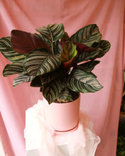 Load image into Gallery viewer, ‘Pick of the Day’ Potted Houseplant