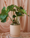 ‘Pick of the Day’ Potted Houseplant thumbnail 2