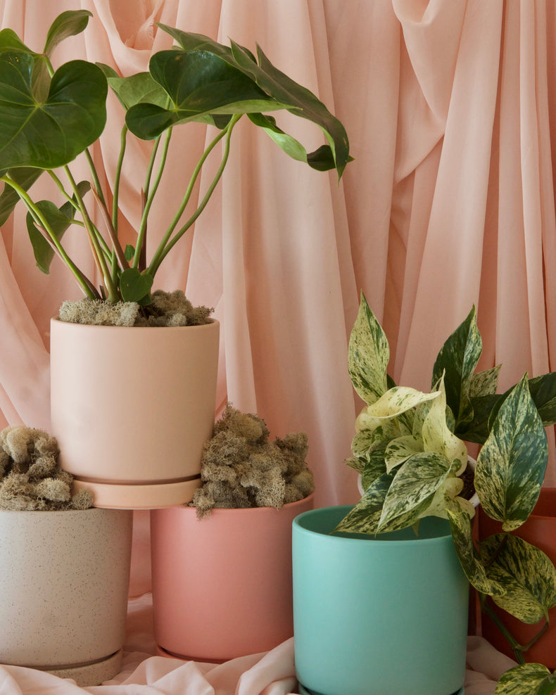 ‘Pick of the Day’ Potted Houseplant