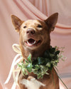 Dog Collar thumbnail 1