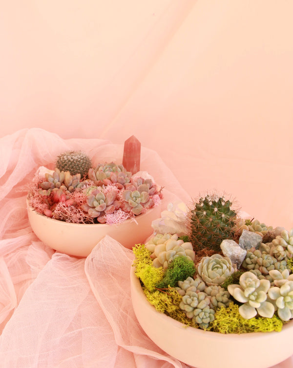 *Magical* Succulent Bowl image 2