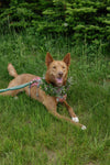 Dog Collar thumbnail 2