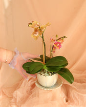 Load image into Gallery viewer, Teacup Orchid Planter
