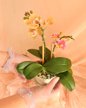 Load image into Gallery viewer, Teacup Orchid Planter
