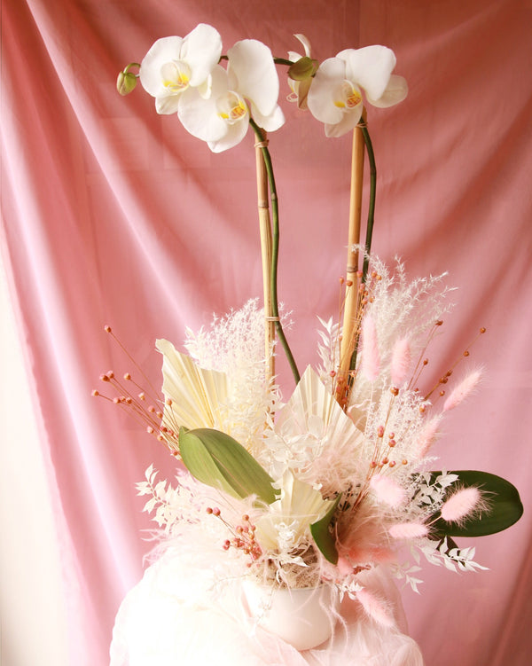 I Dream of Orchids image 1